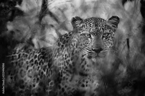 Leopard in the Grass