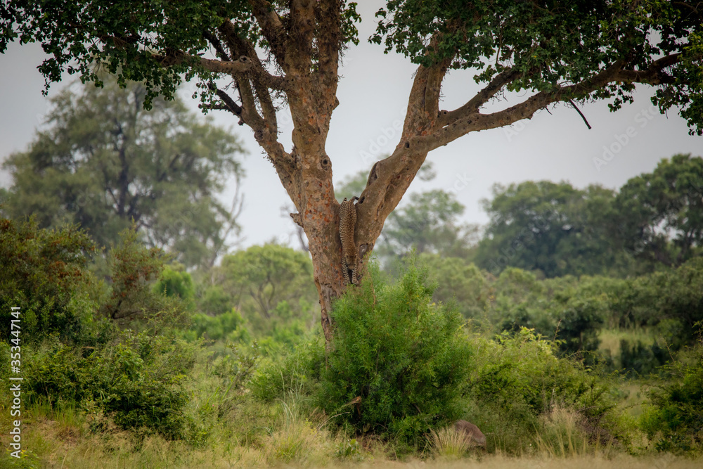 Leopard in tree Leopard in tree