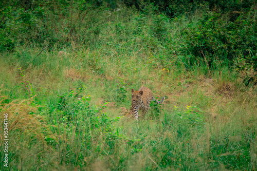 Leopard in the grass