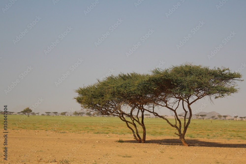 Fototapeta premium Beautiful scenery of trees in the wilderness with mountain background in Elba protectorate the south of Egypt