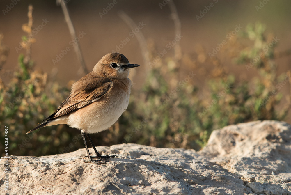 Fototapeta premium Isabelline Wheatear on rock