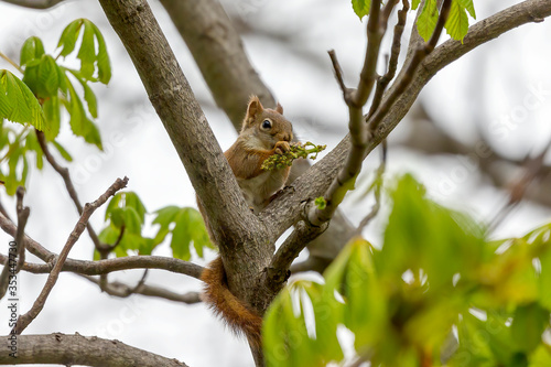 The  small American red squirrel (Tamiasciurus hudsonicus) eats walnut  flowers