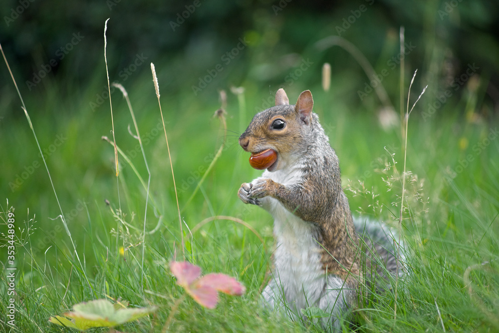 Fototapeta premium Grey squirrel bites a conker