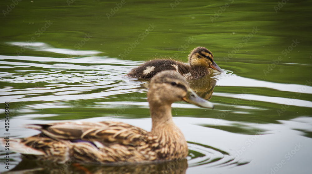 duck and duckling duck and duckling
