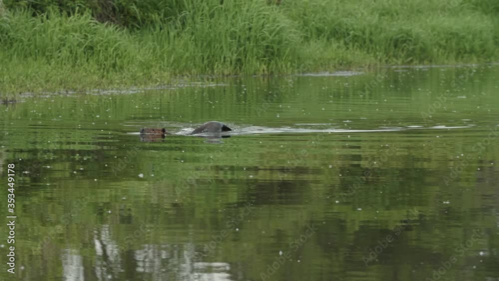 Beaver in Pond Slaps Tail and Dives under Water in Slow Motion Beaver in Pond Slaps Tail and Dives under Water in Slow Motion