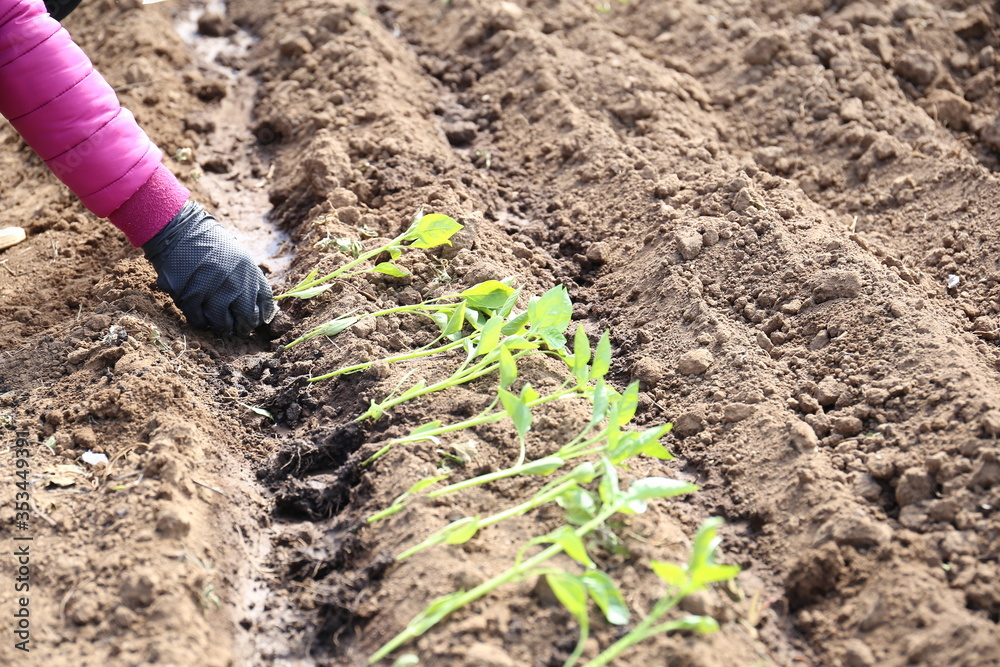 Planting tomatoes seedlings in the garden Planting tomatoes seedlings in the garden