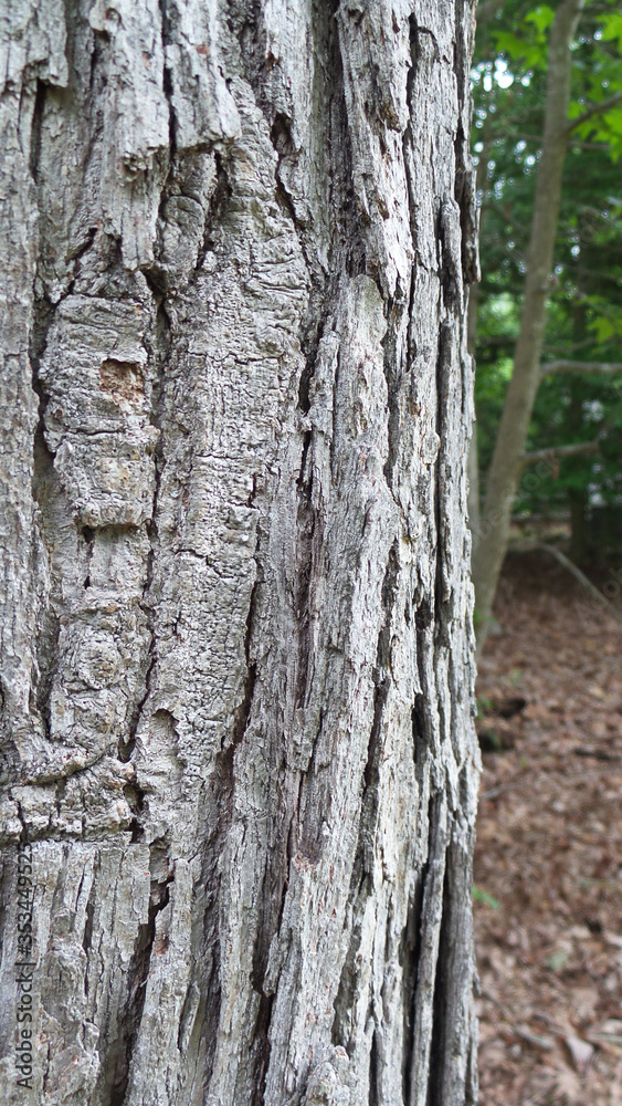 Obraz premium Natures Beautiful Tree Bark Texture