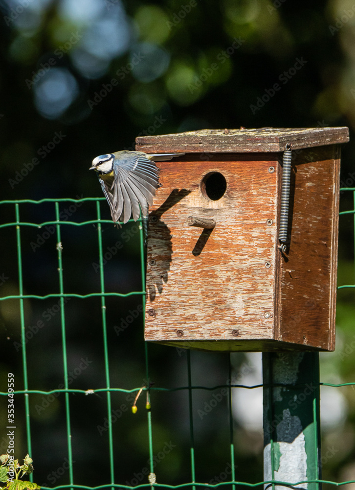 mésange bleue nichoir nid Stock Photo | Adobe Stock