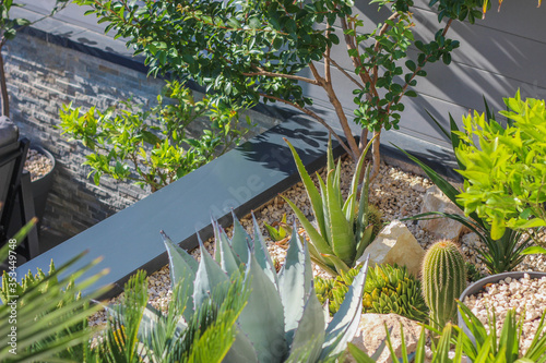 jardin de rocaille avec cactus, vivaces et succulentes  photo