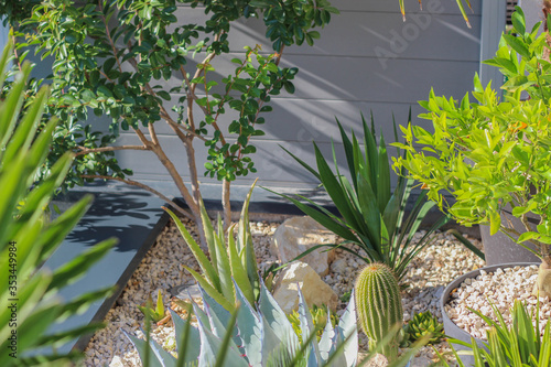 jardin de rocaille avec cactus, vivaces et succulentes  photo