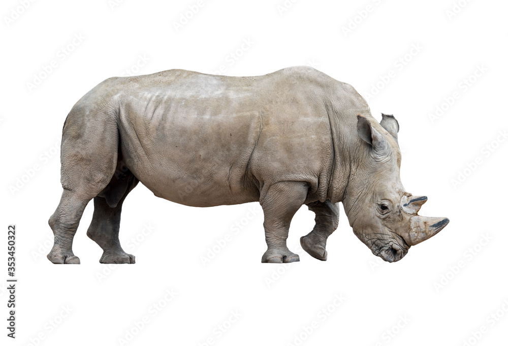 White rhinoceros / white rhino (Ceratotherium simum) male native to eastern and southern Africa against white background White rhinoceros / white rhino (Ceratotherium simum) male native to eastern and southern Africa against white background