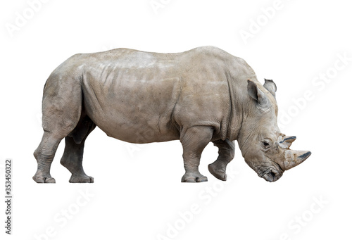 White rhinoceros   white rhino  Ceratotherium simum  male native to eastern and southern Africa against white background