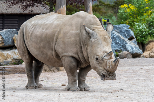 White rhinoceros   white rhino  Ceratotherium simum  male native to eastern and southern Africa in zoo enclosure