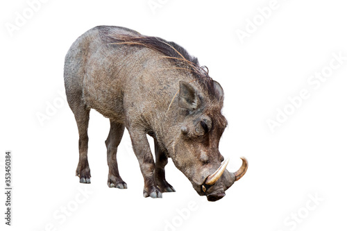 Common warthog (Phacochoerus africanus) with huge tusks against white background photo