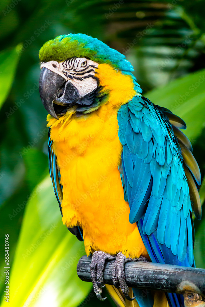 Closed Up beauty yellow and blue Macaw on limb in garden.
Closed Up beauty yellow and blue Macaw on limb in garden.
