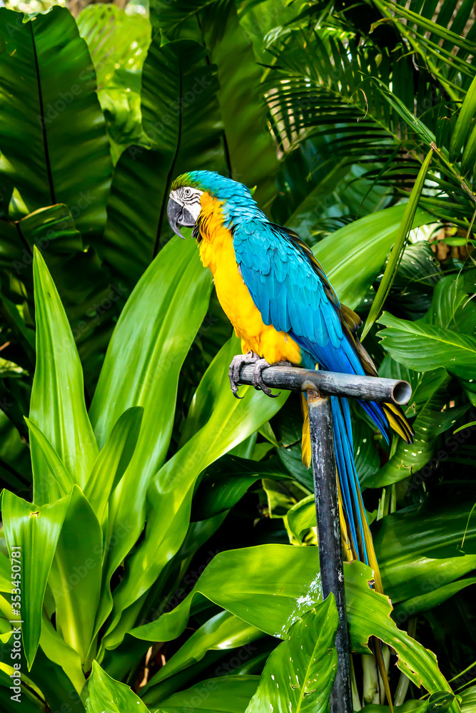 Closed Up beauty yellow and blue Macaw on limb in garden.
Closed Up beauty yellow and blue Macaw on limb in garden.