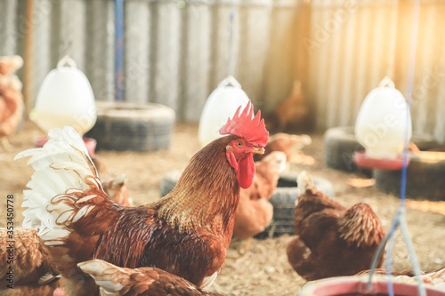 chicken living life in farm of organic living aniamls  photo