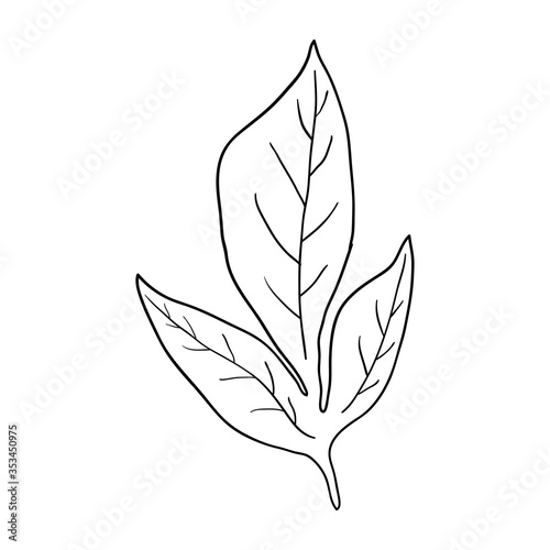 Leaf contour line in black isolated on white background, stock vector illustration for design and decor, logo, print, sticker, clipart photo