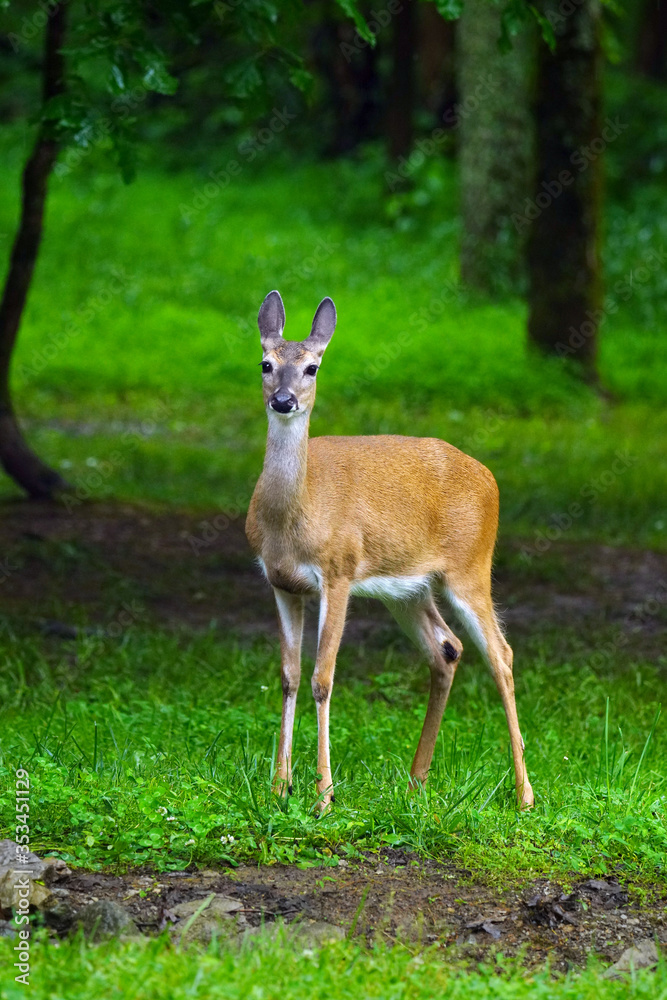 Fototapeta premium white tailed deer