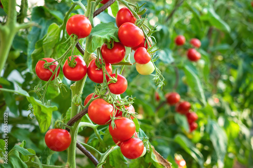 Ripe tomato plant growing in greenhouse. Fresh bunch of red natural tomatoes on a branch in organic vegetable garden. Blurry background and copy space for your advertising text message
