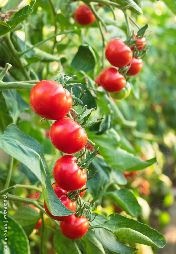 Ripe tomato plant growing in greenhouse. Fresh bunch of red natural tomatoes on a branch in organic vegetable garden. Blurry background and copy space for your advertising text message
