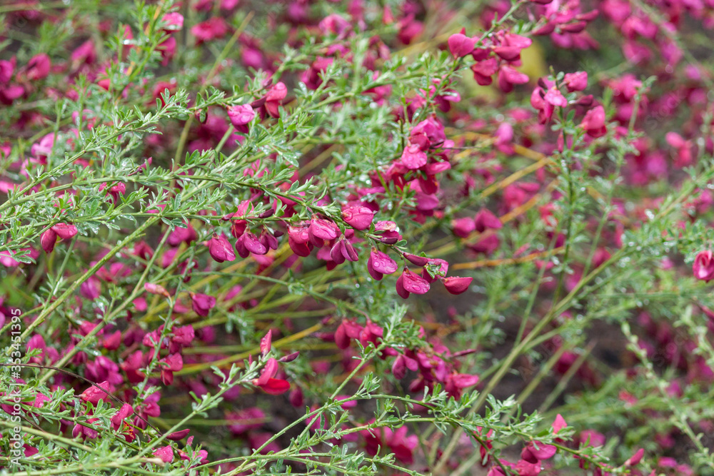 bush pink flowers background, pattern after rain. bush pink flowers background, pattern after rain.