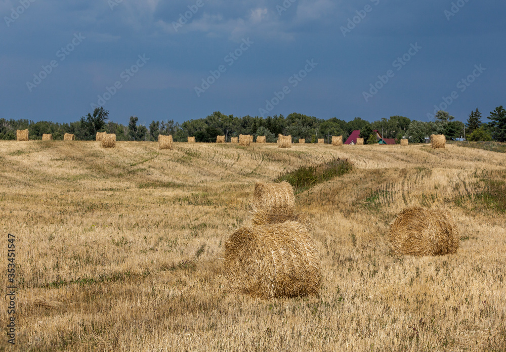 Harvesting hay and straw for fattening pets in winter. Fields with rolls of harvested grass.