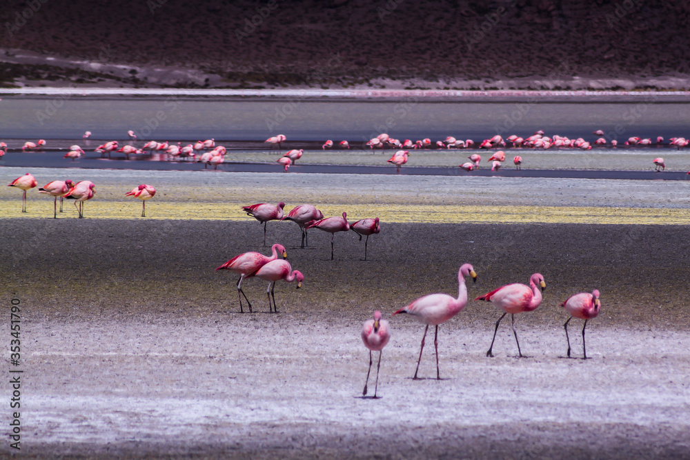 Obraz premium pink flamingos in the lake