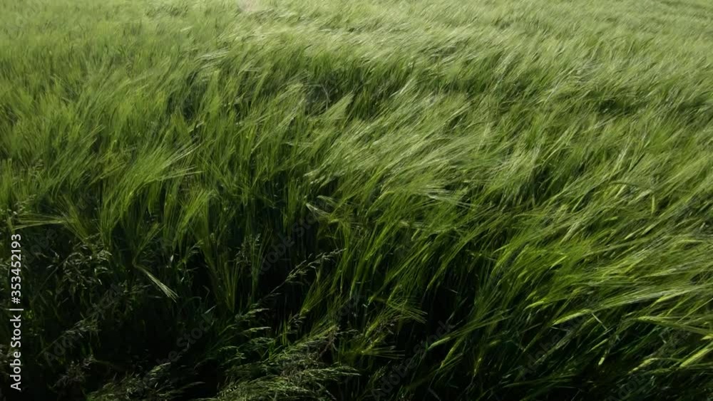 Close up young green wheat swaying in light breeze on farming field in spring season. Wide shot, dynamic moving Close up young green wheat swaying in light breeze on farming field in spring season. Wide shot, dynamic moving
