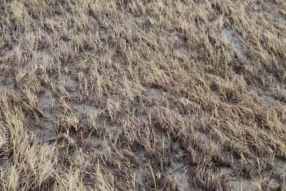 Naklejka premium Grass flood field on the Bank