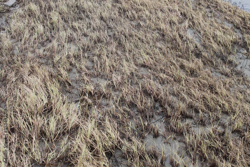 Grass flood field on the Bank Grass flood field on the Bank