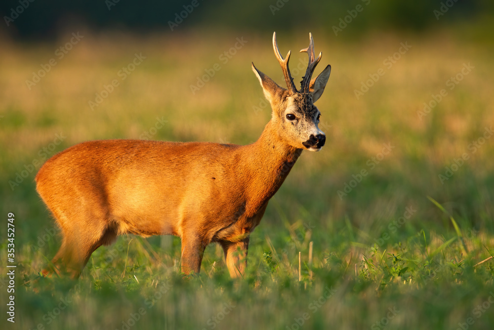 Roe deer, capreolus capreolus, buck standing on a stubble field in summer at sunset. Male wild animal with antlers and orange fur sunlit by evening light in mating season. Roe deer, capreolus capreolus, buck standing on a stubble field in summer at sunset. Male wild animal with antlers and orange fur sunlit by evening light in mating season.