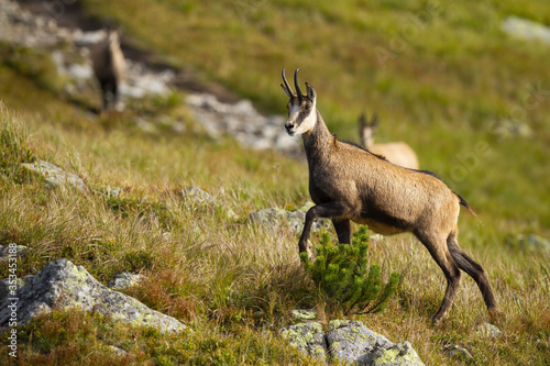 Tatra chamois, rupicapra rupicapra tatrica, walking up a hill with rocks and dry grass in mountains. Wild animal with curved horns and brown fur climbing steep slope with copy space.