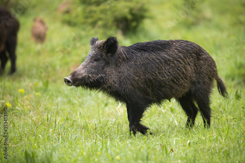 Female wild boar, sus scrofa, walking on green meadow with rest of herd behind. Animal with dark long fur and strong snout going from side view in summer nature.