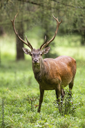 Majestic red deer  cervus elaphus  stag standing in green summer forest and looking into camera. Dominant male mammal with orange fur and antlers from front view in nature.