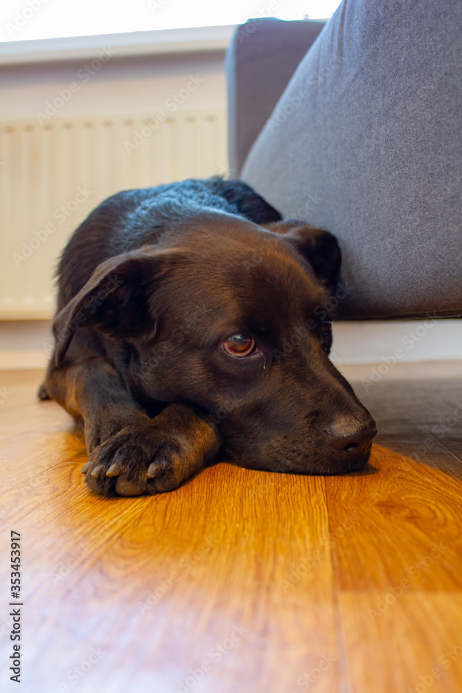Portrait of dog lying on the floor during quarantine.