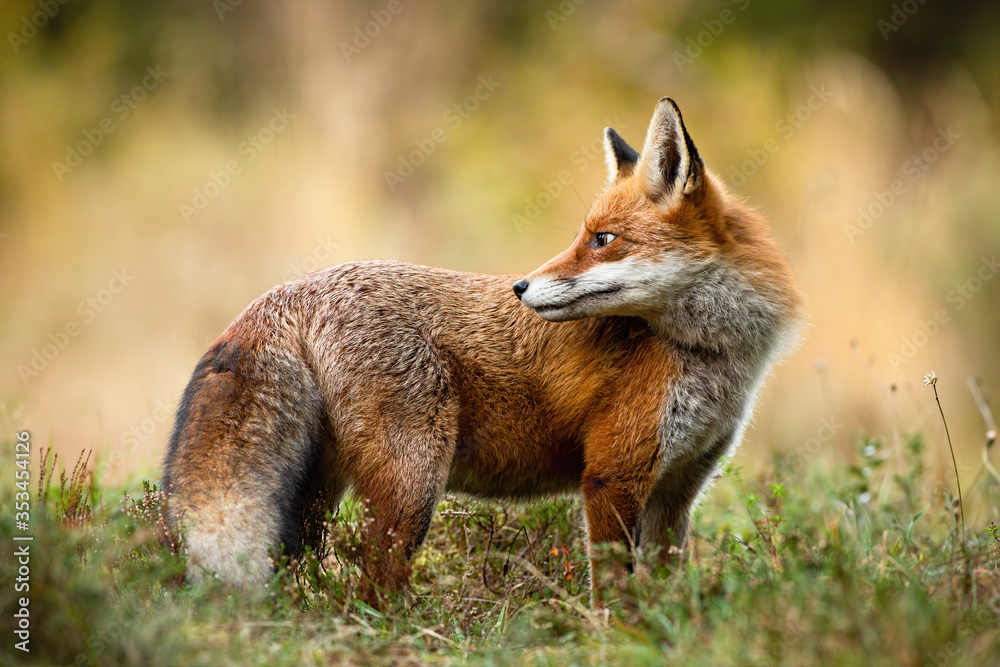 Elegant red fox, vulpes vulpes, looking back over shoulder on a meadow in autumn nature. Mammal with long orange fur and fluffy tail in wilderness from low angle side view.