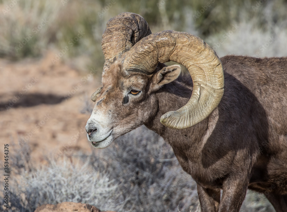 desert bighorn sheep on red rocks