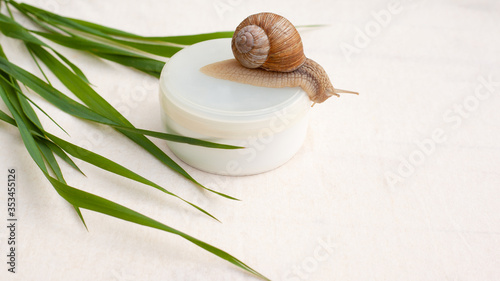 skin rejuvenation cosmetics on white background with snail and green grass, cream with snail mucin, skin hydration, spa photo