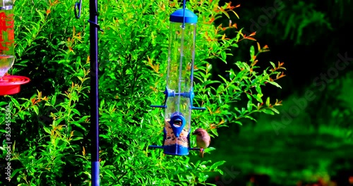 Bird Feeding in the Garden