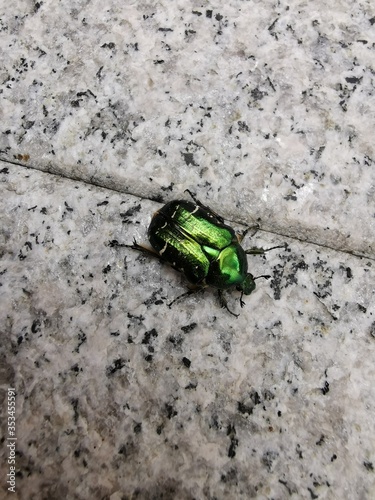 bug on a leaf