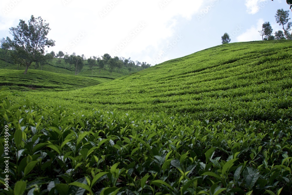 Tea garden with blue sky Tea garden with blue sky