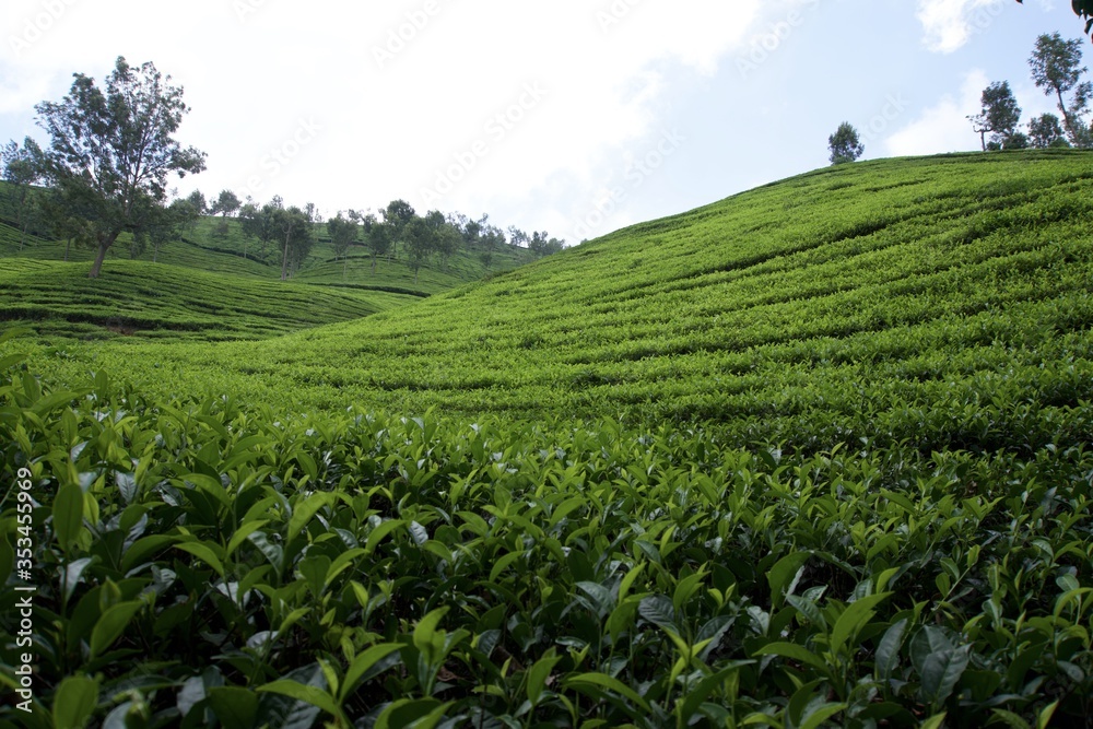 Tea garden with blue sky 