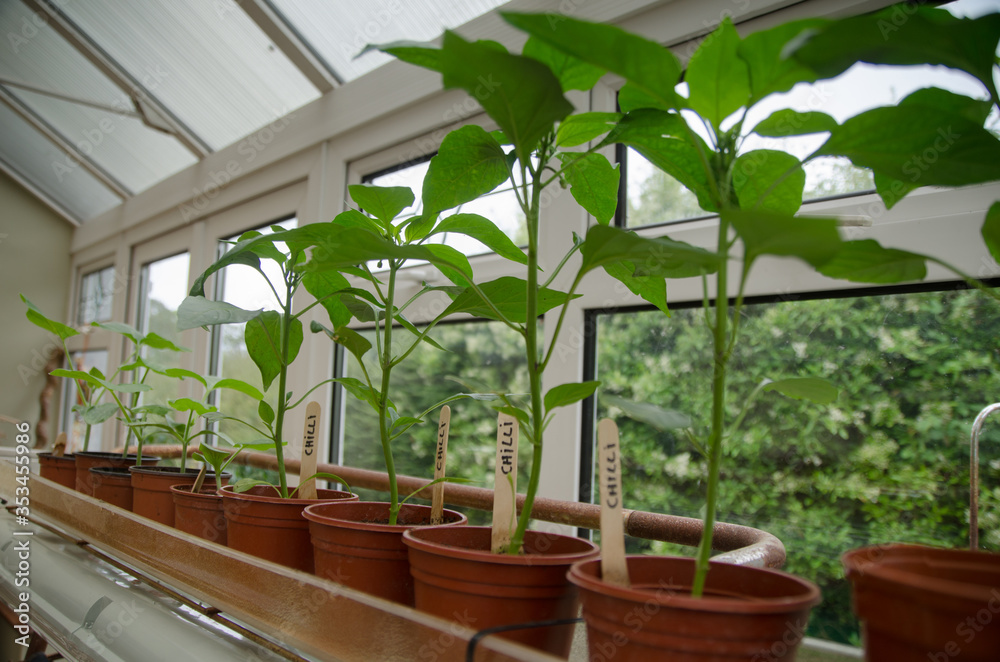 chili seedlings in a pot by the window chili seedlings in a pot by the window