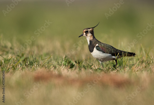 Northern Lapwing in the grassses photo