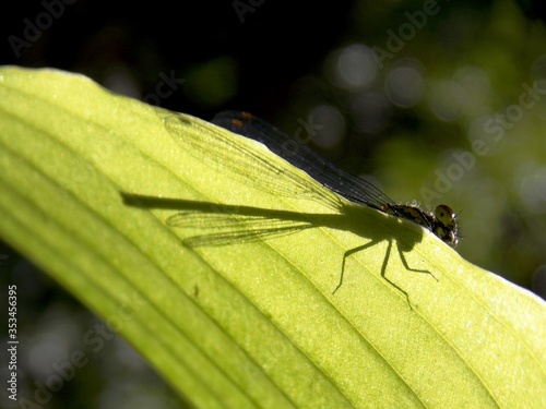 the shadow of a dragonfly on a leaf
