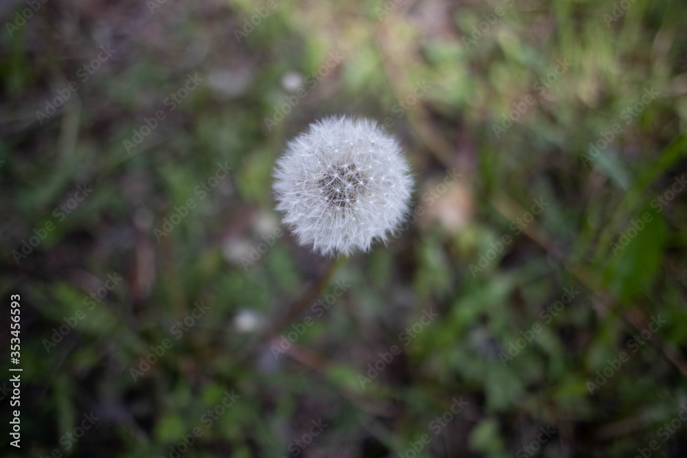 dandelion in the grass