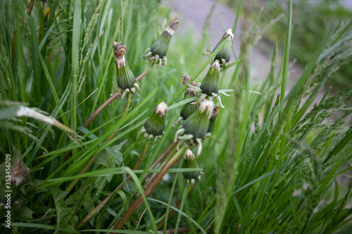 spring grass in the garden