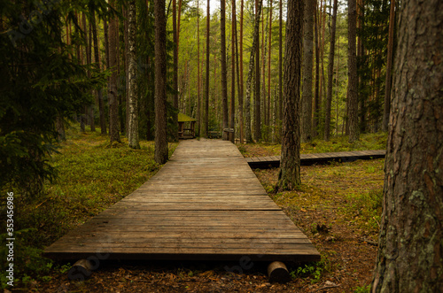 Walking path in the forest, boardwalk photo