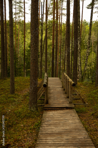Walking path in the forest  boardwalk